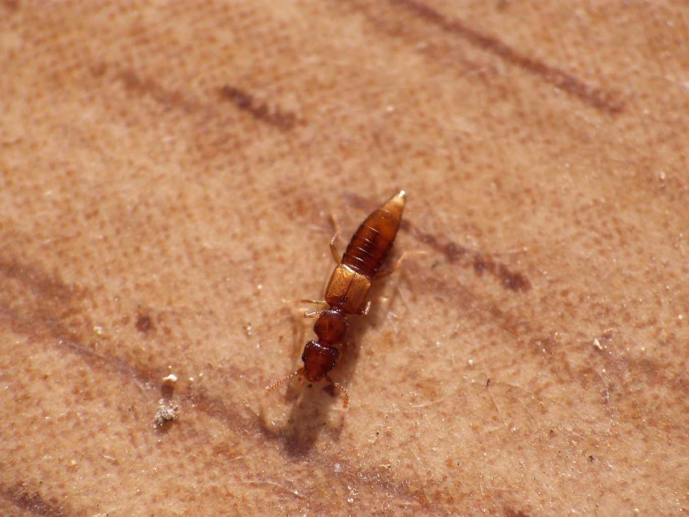 Staphylinidae micro - Fregene (RM)